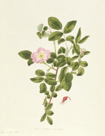 Rosa Acicularis Viridis - Pierre Joseph Redouté